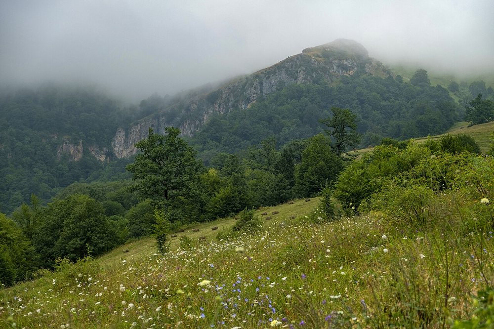 Dilijan forests